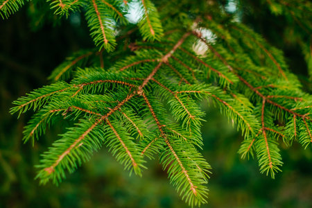 Green pine-tree leaves in sunlight. Textured background of a tree.