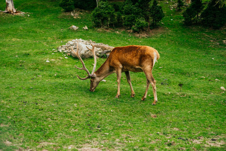 Beautiful deer grazing the grass in the national park.の写真素材