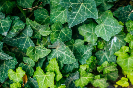 Green leaves in sunlight. Textured background of a tree.の写真素材