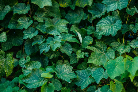 Green leaves in sunlight. Textured background of a tree.の写真素材