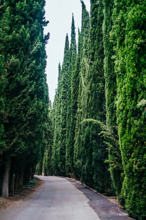 Alley made of pointed thuja planted in a row.の写真素材