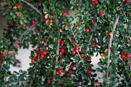 Cotoneaster branch with beautiful green leaves and red berries background texture.の写真素材
