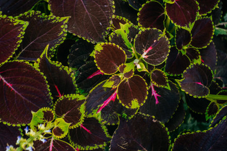 Colorful green and red coleus plant leaves background.の写真素材