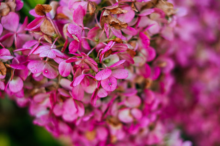 Pink and white petals of hydrangea flowers. Macro photo.の写真素材