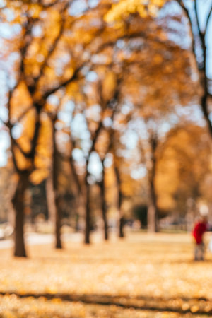 Defocused blurred autum background with the park valley in fall with yellow tree leaves and sunlight.の写真素材