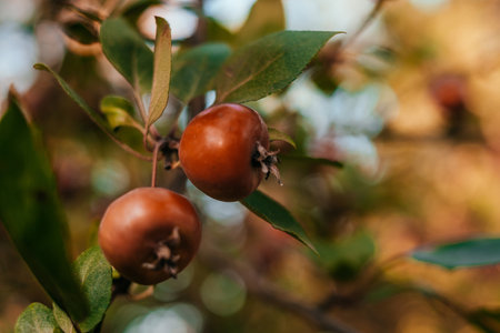 Red malus apples on a tree in garden in the fall. Decorative paradise apple tree branch with fruits.の写真素材