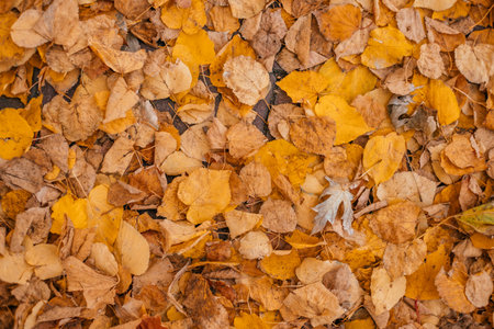 Orange and yellow maple leaf on the ground. Autumn leaves background.の写真素材