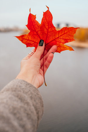 Woman hand with black manicure holding the red maple leaf against a fall river background.の写真素材