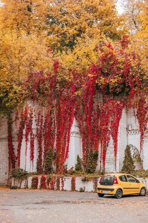 Kyiv, Ukraine - October 20, 2018: Yellow car on background with the red and green Virginia creeper known as five-leaved ivy on the wall.のeditorial素材