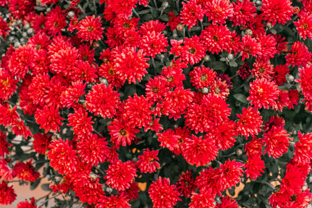 Red chrysanthemum flower as fall perfect background.の写真素材
