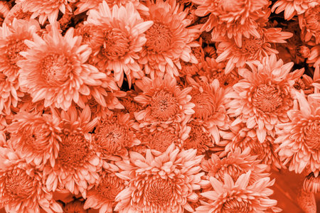Bight bouquet of coral gradient chrysanthemum flowers. Fall flowers background.の写真素材