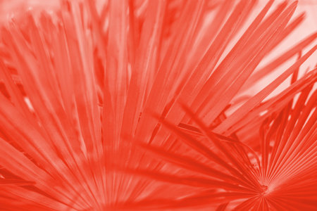 Living coral color of the year 2019 palm leaves. Textured background of a tree.