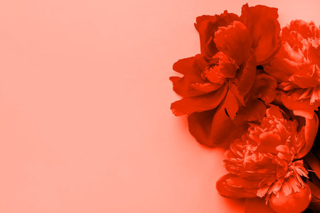 Beautiful coral peony flower bouquet on the pink background. Closeup, flatlay style.の写真素材
