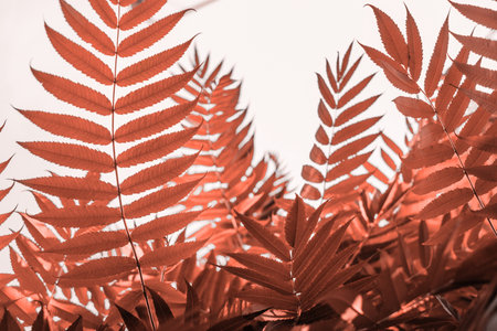 Coral color palm leaves in sunlight. Textured background of a tree.の写真素材
