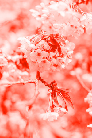 Coral cherry blossom background with beautiful blurred bokeh effect.の写真素材