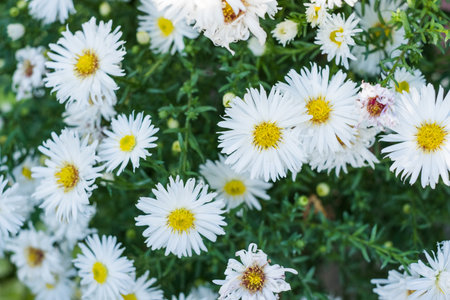 Small field daisy flower with green grass on the background.の写真素材
