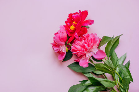 Beautiful magenta peony flower bouquet on the pink background. Closeup, flatlay style.の写真素材