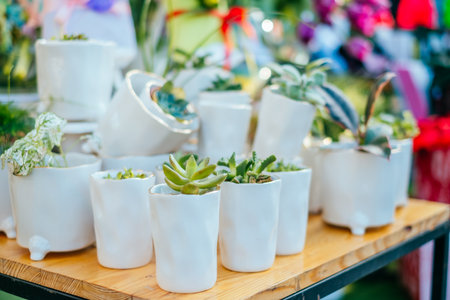 Beautiful succulent plants at the pots. Spotted on the flower market.の写真素材