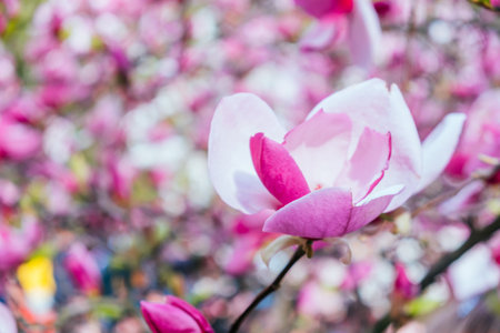 Pink magnolia flower blossom background with beautiful blurred bokeh effect.の写真素材