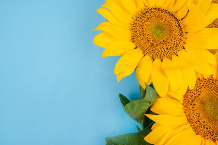 Bright big yellow sunflower bouquet on blue background. Flatlay style.の写真素材