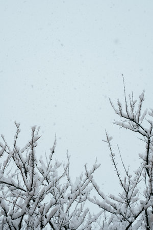 Branch of trees covered with the first snow. Closeup background. Winter texture.の写真素材