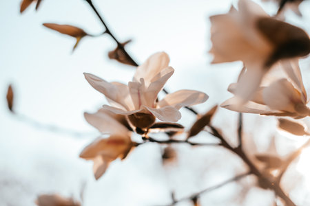 White magnolia flower blossom background with beautiful blurred bokeh effect.