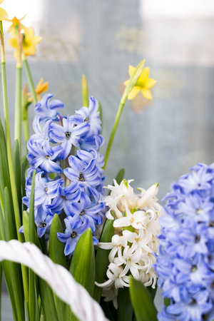 Basket with violet hyacinth and yellow narcissus flowers on the white window sill background. Spring...