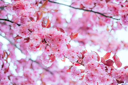 Bright pink cherry sakura blossom background with beautiful blurred bokeh effect.の写真素材