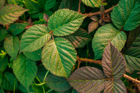 Green leaves in sunlight. Textured background of a tree.