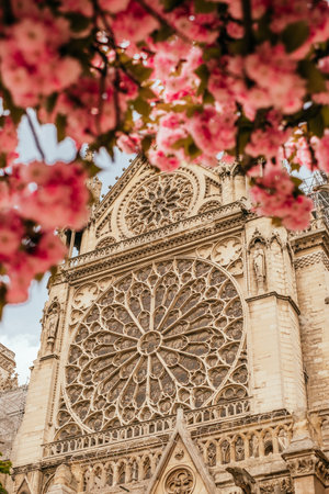 Paris, France - April 8, 2019: Cathedral Notre-Dame de Paris in spring with pink sakura bloom.のeditorial素材