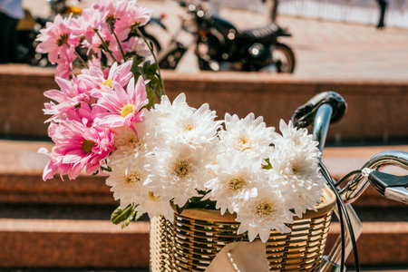 Beautiful sping chrysanthemum flowers in a wicker bicycle basket.の写真素材