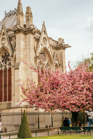 Paris, France - April 8, 2019: Cathedral Notre-Dame de Paris in spring with pink sakura bloom.のeditorial素材