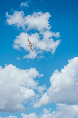 A black and white seagull flying high a pier.の写真素材