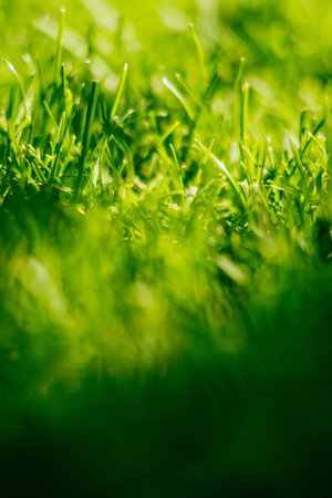 Fresh green grass background with sun beam.
