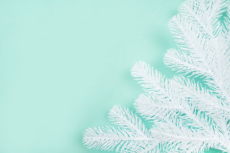 White pine tree branches isolated on mint green background. Christmas concept.