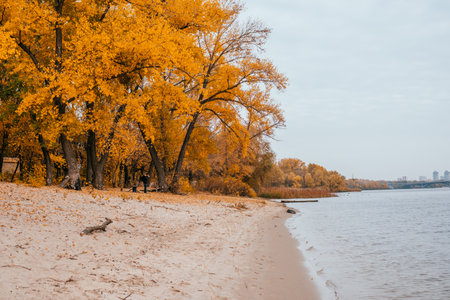 Kyiv, Ukraine - Beautiful river beach in fall with yellow trees and leaves.の写真素材