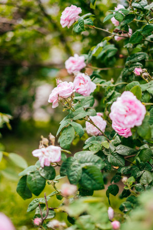 Beautiful pink rose bush with green leaves.の写真素材