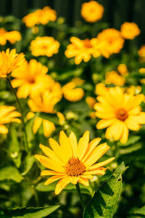 Background of yellow rudbeckia flowers also known as coneflowers and black-eyed-susans in summer.の写真素材