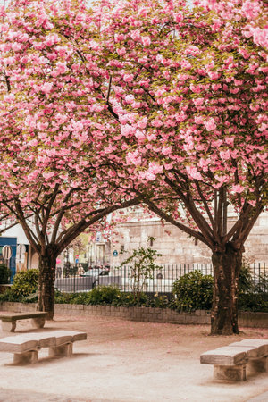 Paris, France - April 9, 2019: beautiful blooming sakura trees in Paris in spring.のeditorial素材