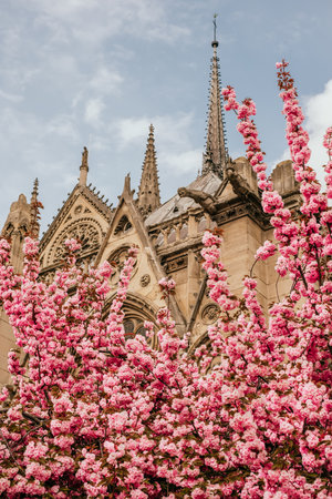 Paris, France - April 8, 2019: Cathedral Notre-Dame de Paris in spring with pink sakura bloom.のeditorial素材