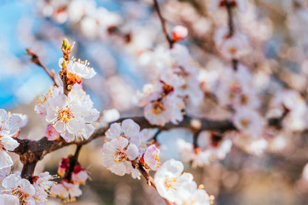 Beautiful background with apricot tree blossom and blurred bokeh effect.の写真素材