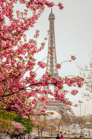 View on Eiffel Tower with sakura treeのeditorial素材