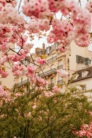 Paris, France - April 9, 2019: beautiful blooming sakura trees in Paris in spring.のeditorial素材