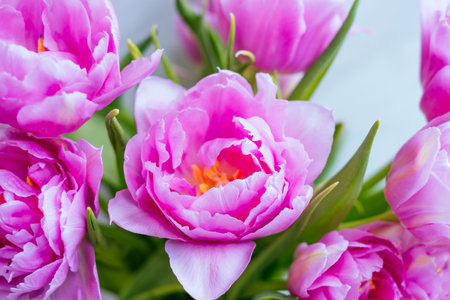 Beautiful magenta tulip flower bouquet on white background.の写真素材