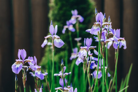 Beautiful violet iris flower with blurred background at the flower garden.の写真素材