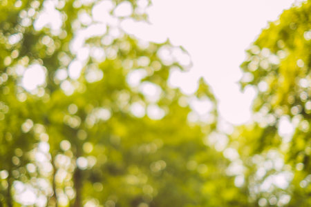 Blurred background with natural green bokeh lights.の写真素材