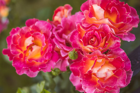 Beautiful magenta roses flower bouquet spotted on the flower marketの写真素材