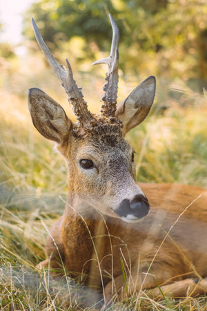 Beautiful fallow deers grazing the grass in the national park.の写真素材