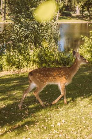 Beautiful fallow deers grazing the grass in the national park.の写真素材