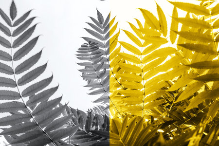 Green palm leaves in sunlight. Textured background of a tree.の写真素材